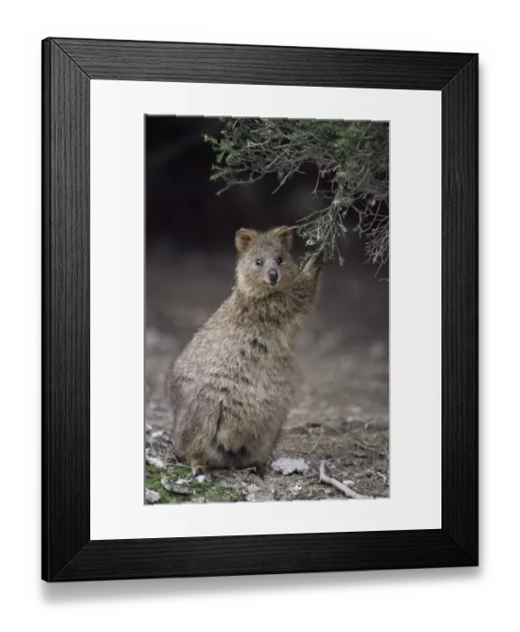 Framed Print : Quokka {Setonix brachyurus} feeding, Australia Framed Print : Quokka {Setonix brachyurus} feeding, Australia