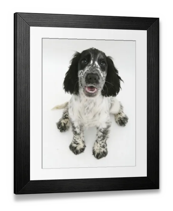 Framed Print : Cocker Spaniel pup sitting down and looking up Framed Print : Cocker Spaniel pup sitting down and looking up