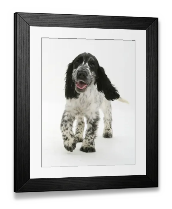 Framed Print : Cocker Spaniel walking forward Framed Print : Cocker Spaniel walking forward