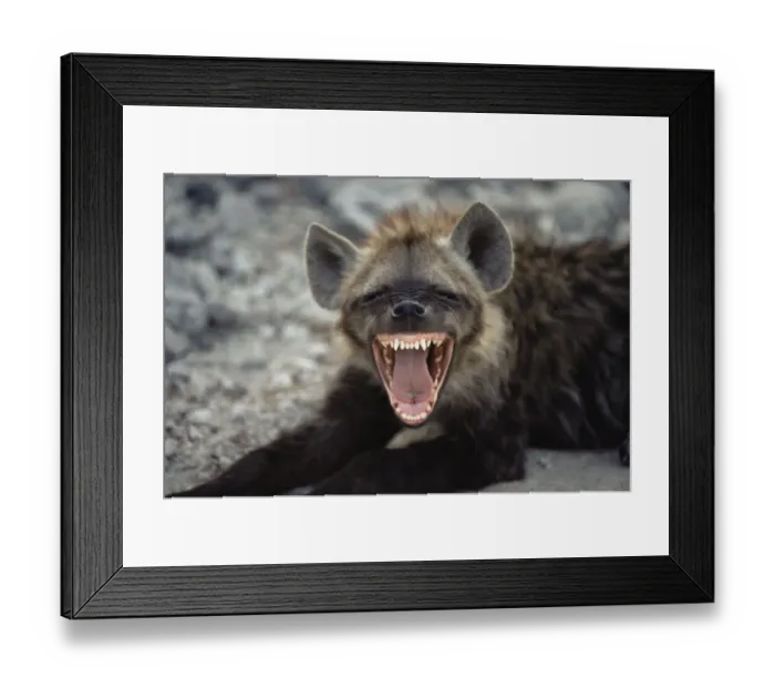 Framed Print : Spotted hyaena laughing {Crocuta crocuta} Kenya Framed Print : Spotted hyaena laughing {Crocuta crocuta} Kenya