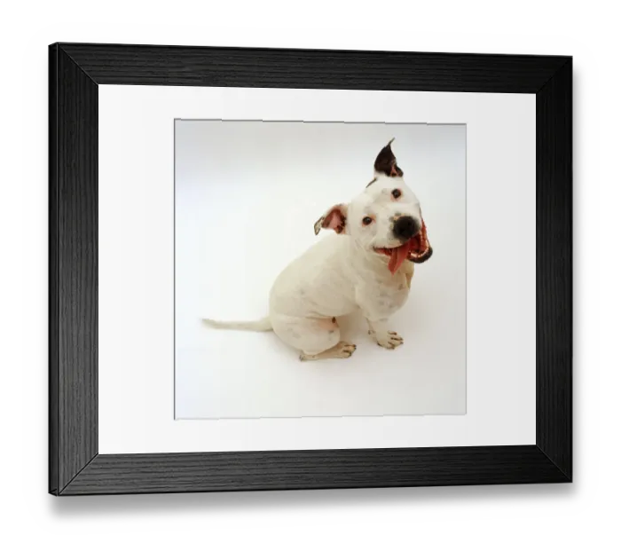 Framed Print : Staffordshire Bull Terrier bitch, 2 years old, sitting and looking up with tongue Framed Print : Staffordshire Bull Terrier bitch, 2 years old, sitting and looking up with tongue