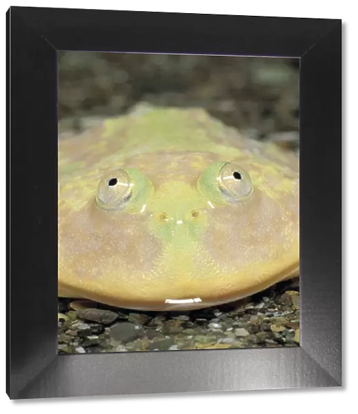 Budgett Frog {Lepidobatrachus laevis} Japan