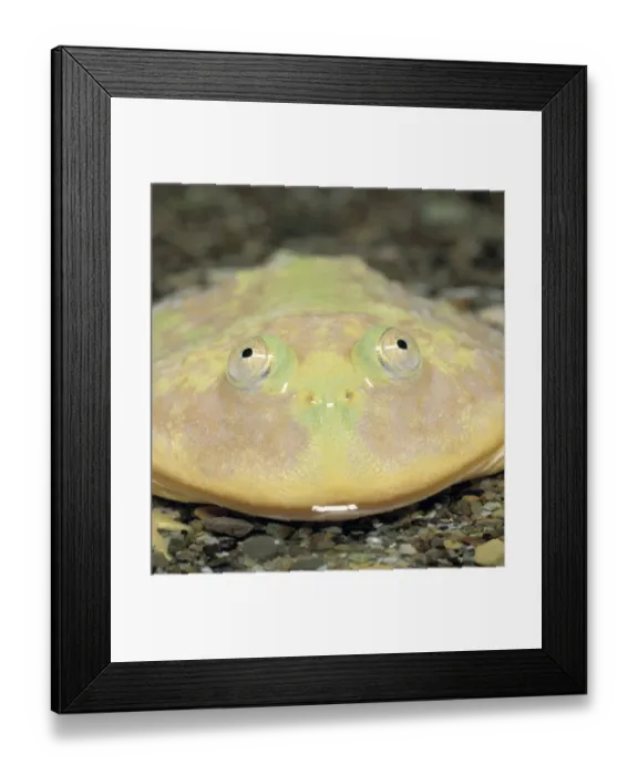 Framed Print : Budgett Frog {Lepidobatrachus laevis} Japan Framed Print : Budgett Frog {Lepidobatrachus laevis} Japan