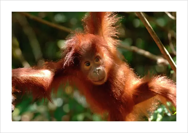Orangutan {Pongo pygmaeus} baby swinging in the trees, Rehabilitation sanctuary