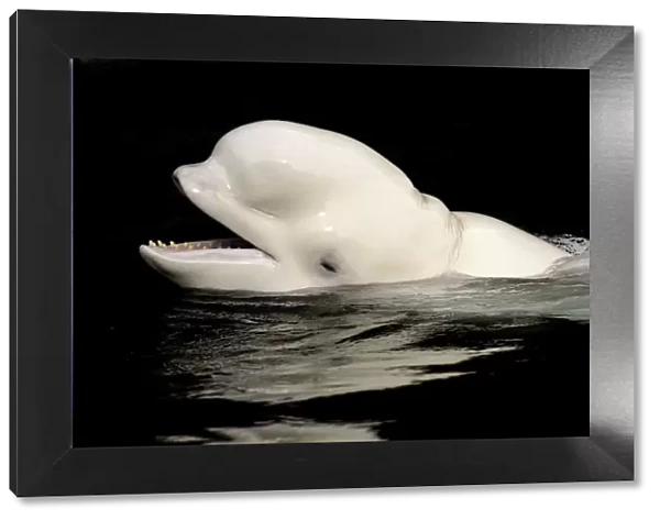 Beluga  /  White whale (Delphinareptus leucas) surfacing, Captive, Vancouver Aquarium