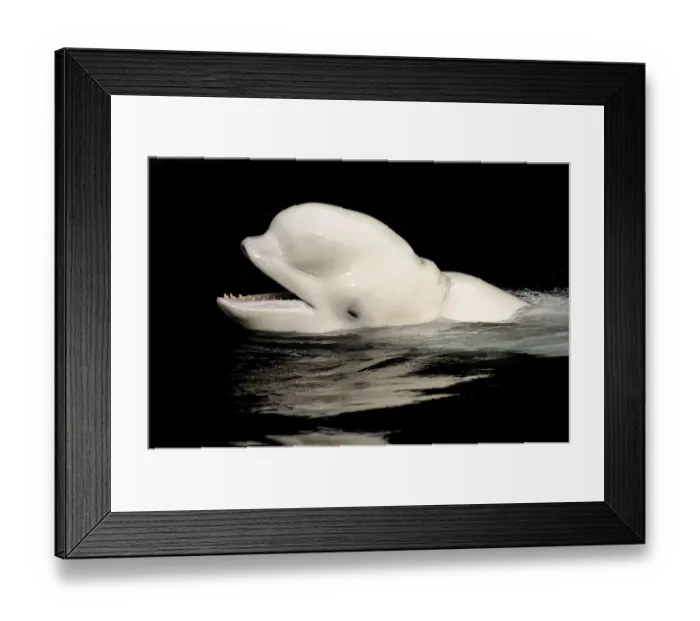 Framed Print : Beluga / White whale (Delphinareptus leucas) surfacing, Captive, Vancouver Aquarium Framed Print : Beluga / White whale (Delphinareptus leucas) surfacing, Captive, Vancouver Aquarium