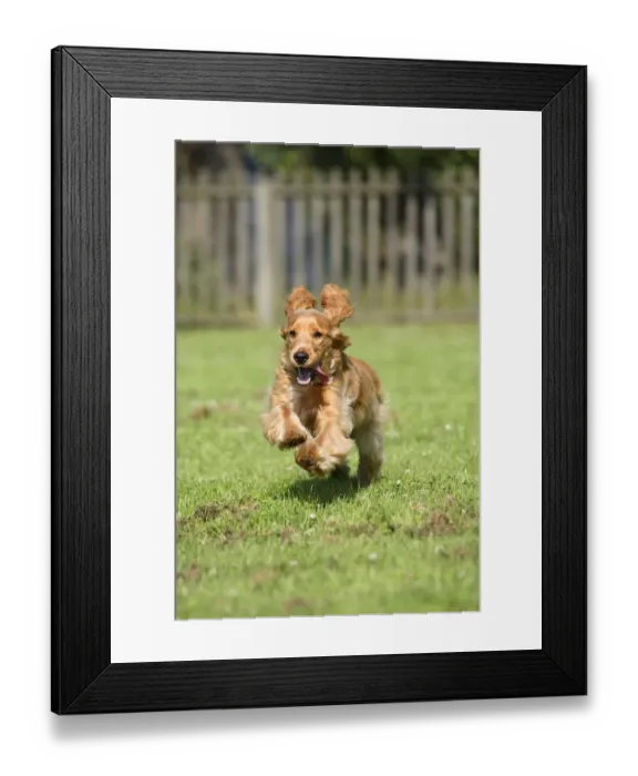 Framed Print : English Cocker Spaniel, 6 month, running with ears flapping Framed Print : English Cocker Spaniel, 6 month, running with ears flapping