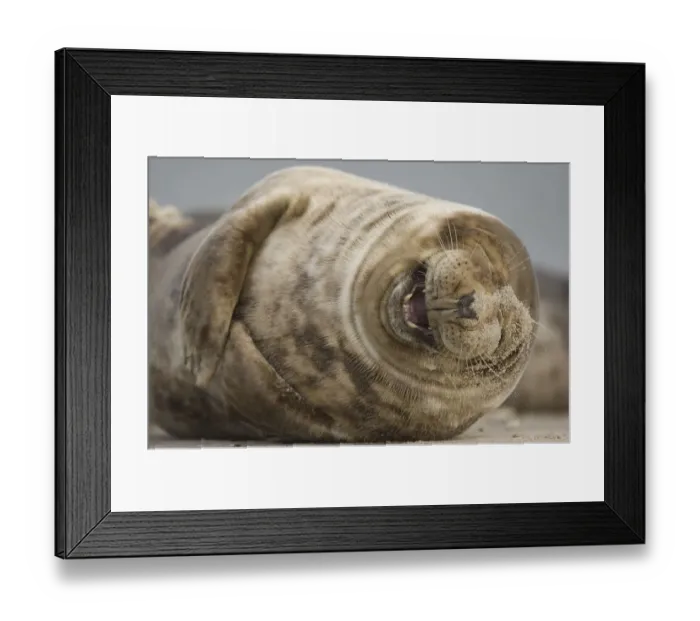 Framed Print : Grey seal (Halichoerus grypus) laughing, Helgoland, Germany Framed Print : Grey seal (Halichoerus grypus) laughing, Helgoland, Germany