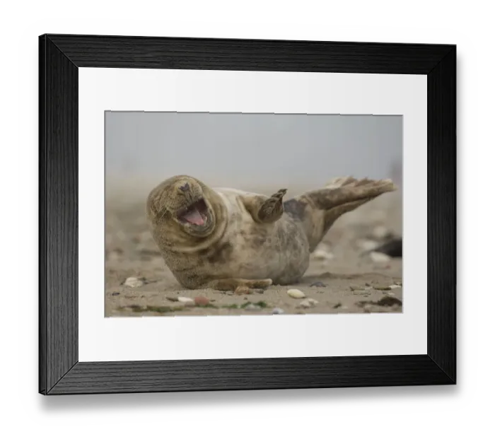 Framed Print : Young grey seal (Halichoerus grypus) lying on sand, Helgoland, Germany Framed Print : Young grey seal (Halichoerus grypus) lying on sand, Helgoland, Germany