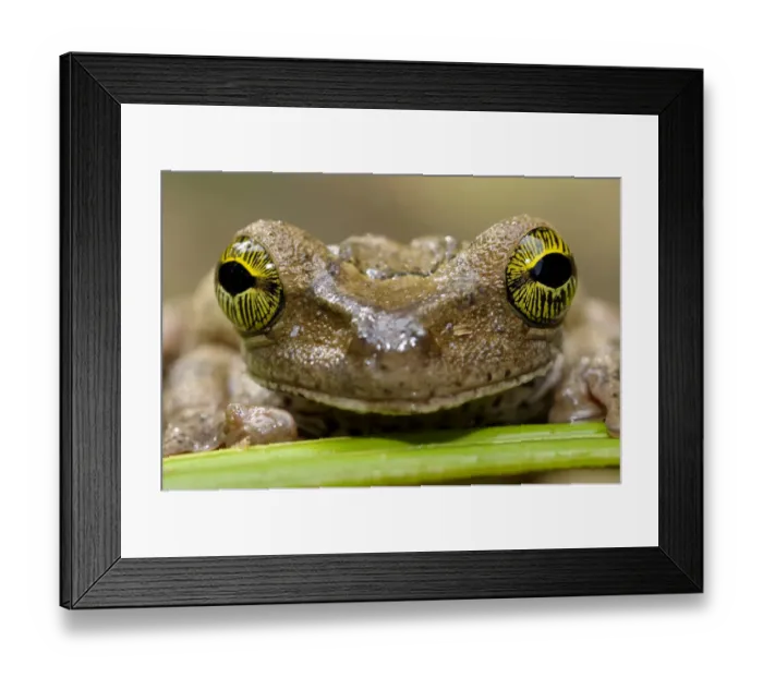 Framed Print : Tree frog 1+Hyla sp+2 face portrait, Tambopata National Reserve, Amazonia, Peru Framed Print : Tree frog 1+Hyla sp+2 face portrait, Tambopata National Reserve, Amazonia, Peru