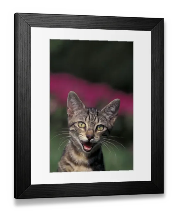 Framed Print : European brown tabby kitten, vocalising, Italy Framed Print : European brown tabby kitten, vocalising, Italy