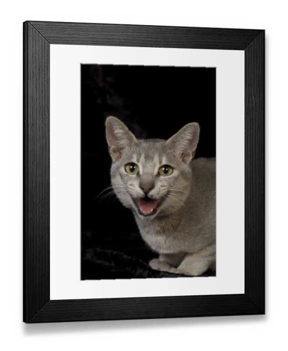 Framed Print : Ceylonese cat panting