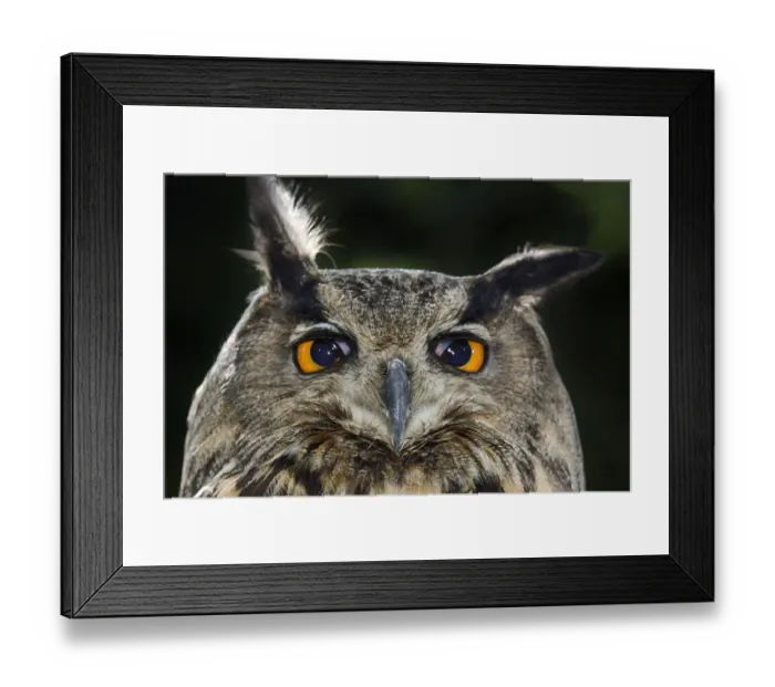 Framed Print : Eagle owl (Bubo bubo) portrait with translucent nictitating membrane in mid-blink Framed Print : Eagle owl (Bubo bubo) portrait with translucent nictitating membrane in mid-blink