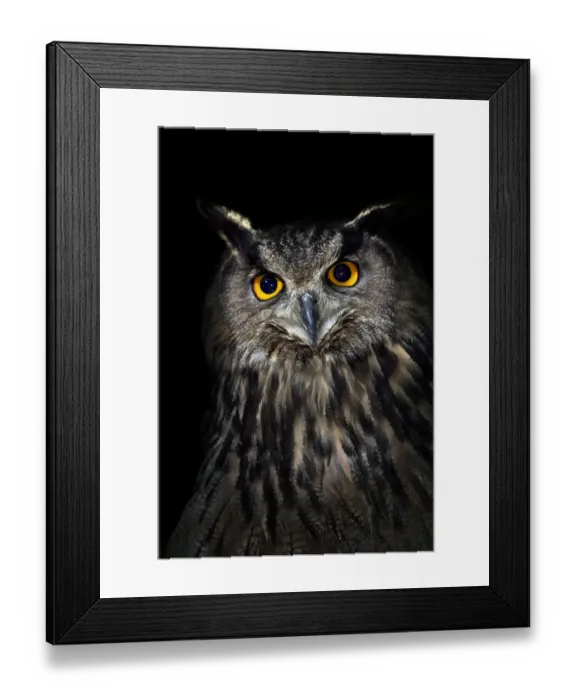 Framed Print : Eagle owl (Bubo bubo) portrait, captive