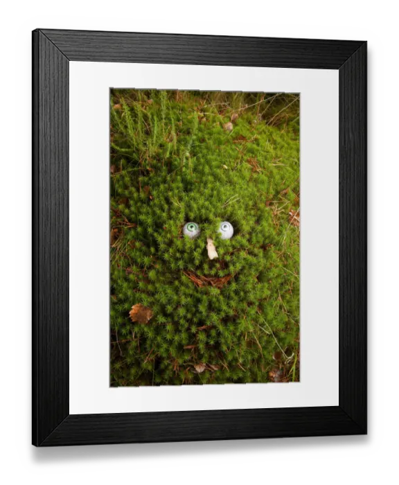 Framed Print : Troll face in Polytrichum moss (Polytrichum sp. ) Framed Print : Troll face in Polytrichum moss (Polytrichum sp. )