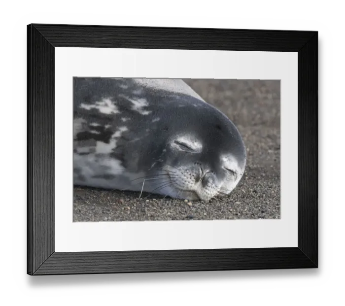 Framed Print : Weddell seal (Leptonychotes weddellii) sleeping, Deception Island, Antarctica Peninsula Framed Print : Weddell seal (Leptonychotes weddellii) sleeping, Deception Island, Antarctica Peninsula