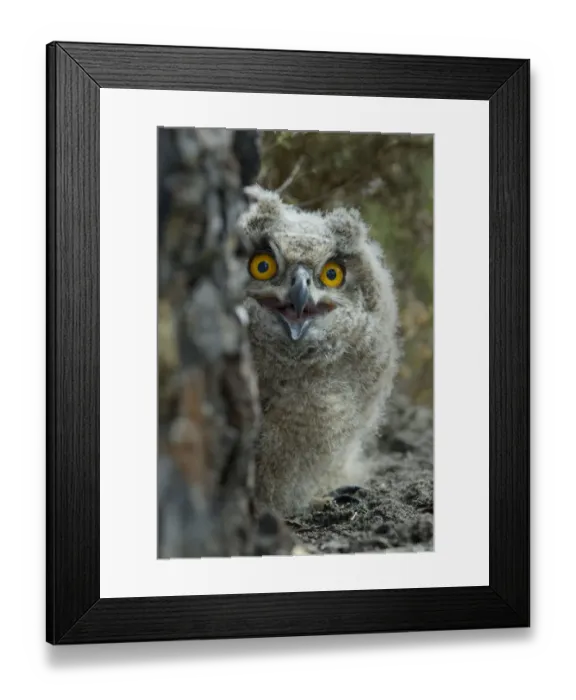 Framed Print : Eagle owl (Bubo bubo) chick portrait, Alentejo, Portugal Framed Print : Eagle owl (Bubo bubo) chick portrait, Alentejo, Portugal
