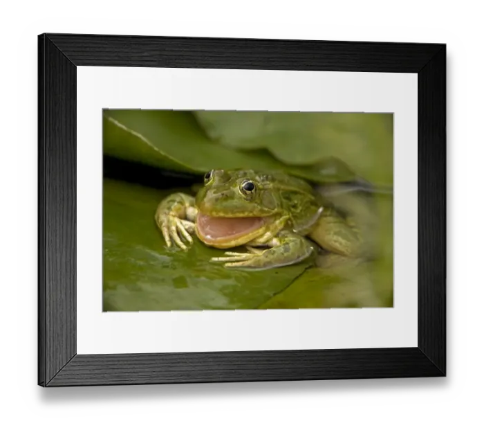 Framed Print : Chiricahua / Ramsay Canyon Leopard Frog (Rana chiricahuensis / subaquavocalis) sitting Framed Print : Chiricahua / Ramsay Canyon Leopard Frog (Rana chiricahuensis / subaquavocalis) sitting