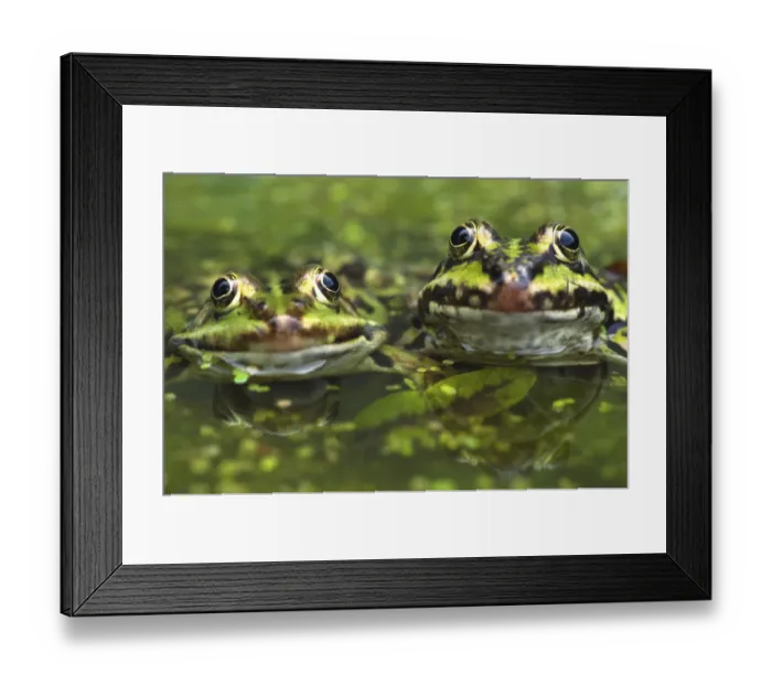 Framed Print : RF- European edible frog (Rana esculenta) amongst duckweed, the Netherlands Framed Print : RF- European edible frog (Rana esculenta) amongst duckweed, the Netherlands