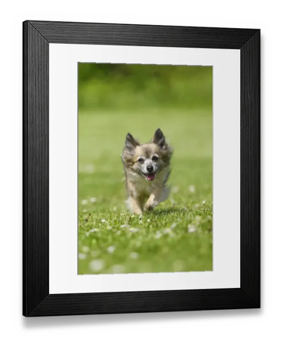 Framed Print : Chihuahua, long-haired, 11 years, running over lawn Framed Print : Chihuahua, long-haired, 11 years, running over lawn