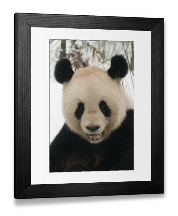 Framed Print : RF- Head portrait of Giant panda (Ailuropoda melanoleuca) chewing on bamboo in snow Framed Print : RF- Head portrait of Giant panda (Ailuropoda melanoleuca) chewing on bamboo in snow