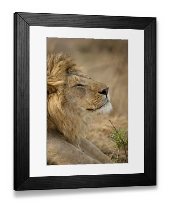 Framed Print : African Lion (Panthera leo) head portrait of male, in the grasses of Lower Mara in Framed Print : African Lion (Panthera leo) head portrait of male, in the grasses of Lower Mara in