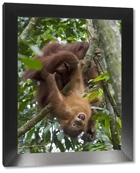 Sumatran Orangutan (Pongo abelii) juvenile aged 2