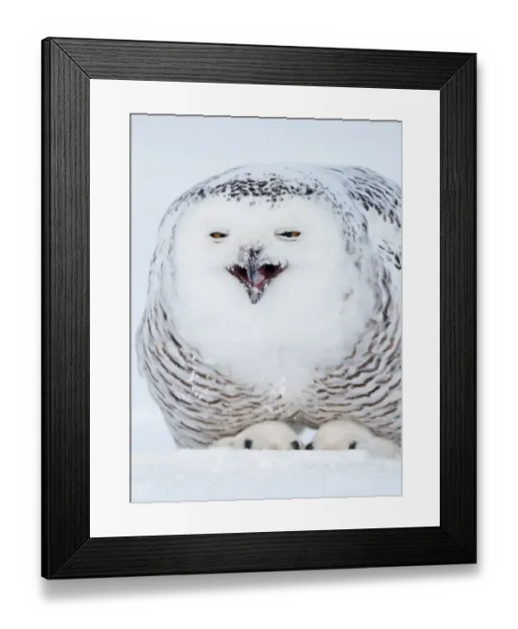 Framed Print : Snowy Owl (Nyctea / Buba scandiaca) crouched on snow covered ground, feeding, Canada Framed Print : Snowy Owl (Nyctea / Buba scandiaca) crouched on snow covered ground, feeding, Canada