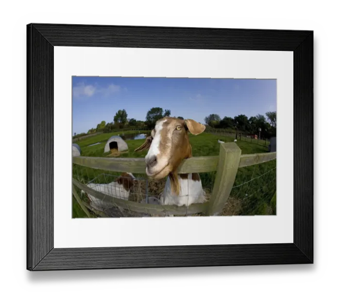 Framed Print : Boer domestic goat (Capra hircus) waiting to be fed, Norfolk, UK, September Framed Print : Boer domestic goat (Capra hircus) waiting to be fed, Norfolk, UK, September