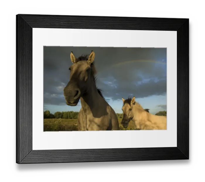 Framed Print : Two Konik Wild Horses (Equus ferus caballus) stand in front of a rainbow in grassland habitat Framed Print : Two Konik Wild Horses (Equus ferus caballus) stand in front of a rainbow in grassland habitat