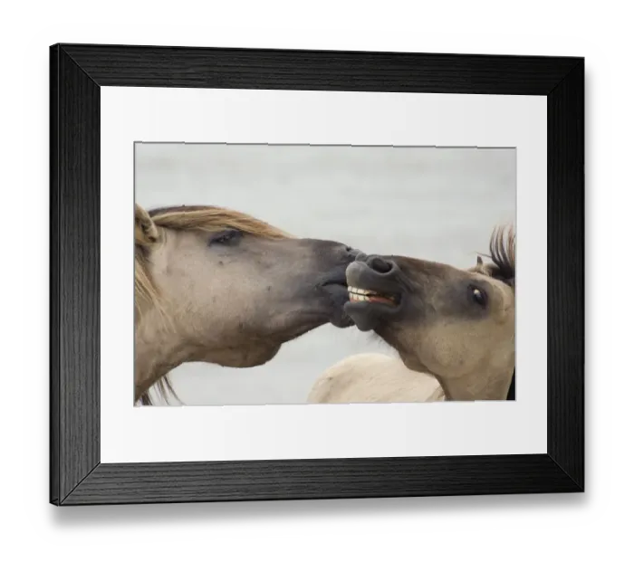Framed Print : Two Konik Wild Horse (Equus ferus caballus) interacting. The Netherlands, November Framed Print : Two Konik Wild Horse (Equus ferus caballus) interacting. The Netherlands, November