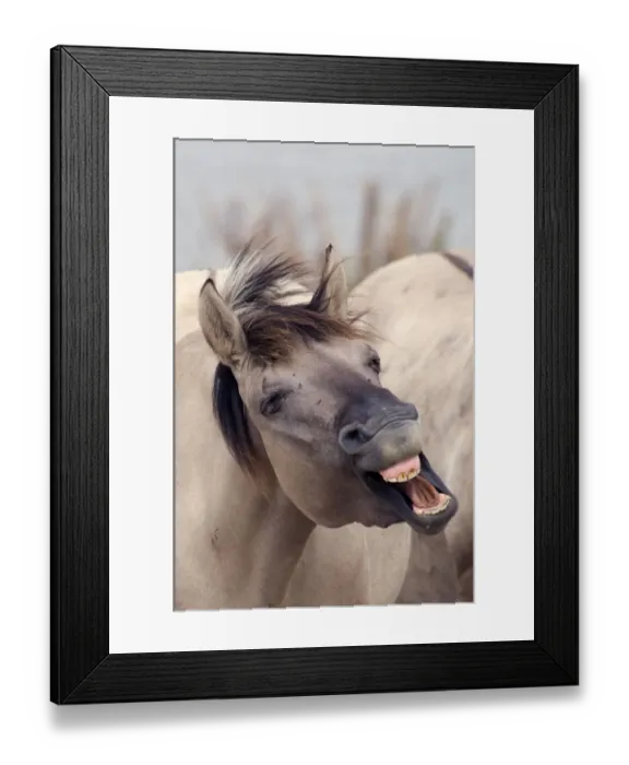 Framed Print : Konik Wild Horse (Equus ferus caballus) yawning. The Netherlands, November Framed Print : Konik Wild Horse (Equus ferus caballus) yawning. The Netherlands, November