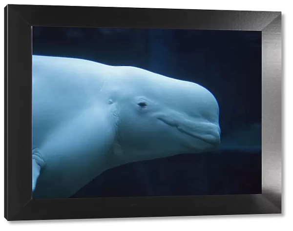 Head of Beluga  /  White Whale (Delphinapterus leucas) in profile. Canada, summer. Captive