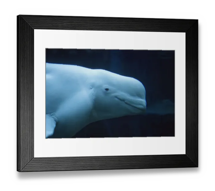 Framed Print : Head of Beluga / White Whale (Delphinapterus leucas) in profile. Canada, summer. Captive Framed Print : Head of Beluga / White Whale (Delphinapterus leucas) in profile. Canada, summer. Captive