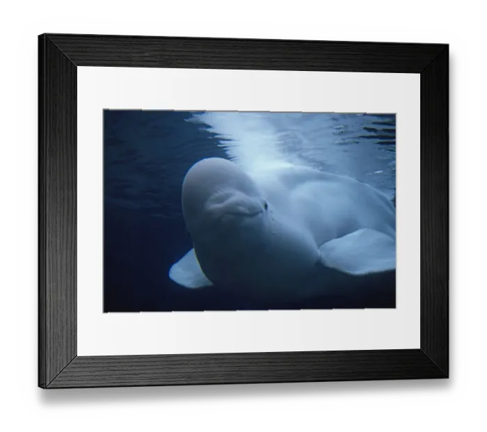Framed Print : Beluga / White Whale (Delphinapterus leucas) near sea surface. Canadian Arctic, summer Framed Print : Beluga / White Whale (Delphinapterus leucas) near sea surface. Canadian Arctic, summer