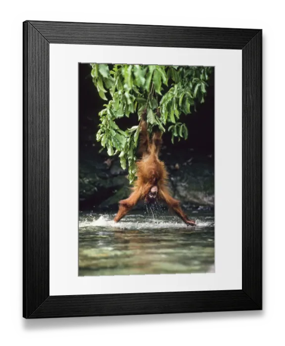 Framed Print : Orang-Utan (Pongo pygmaeus) lowering itself from a branch head-first into water Framed Print : Orang-Utan (Pongo pygmaeus) lowering itself from a branch head-first into water