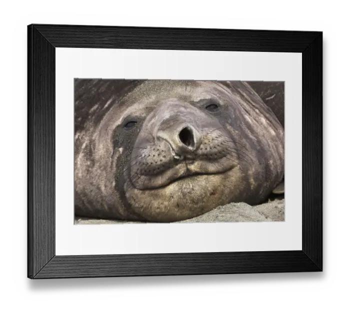 Framed Print : Portrait of Southern Elephant Seal (Mirounga leonina), the largest species of pinniped Framed Print : Portrait of Southern Elephant Seal (Mirounga leonina), the largest species of pinniped