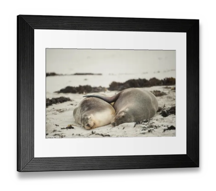 Framed Print : Australian Sea Lion (Neophoca cinerea) lying on beach, Seal Bay Conservation Park Framed Print : Australian Sea Lion (Neophoca cinerea) lying on beach, Seal Bay Conservation Park
