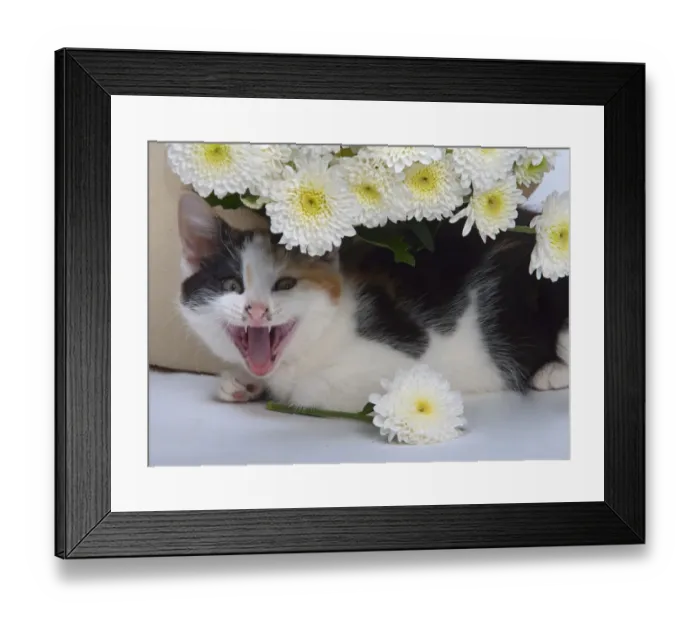 Framed Print : Tortoiseshell Kitten (Felis catus) mouth open, UK Framed Print : Tortoiseshell Kitten (Felis catus) mouth open, UK
