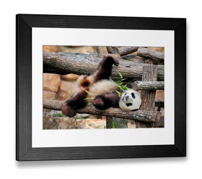 Framed Print : Giant panda (Ailuropoda melanoleuca) male, Yuan Zi, lying on climbing frame eating bamboo Framed Print : Giant panda (Ailuropoda melanoleuca) male, Yuan Zi, lying on climbing frame eating bamboo