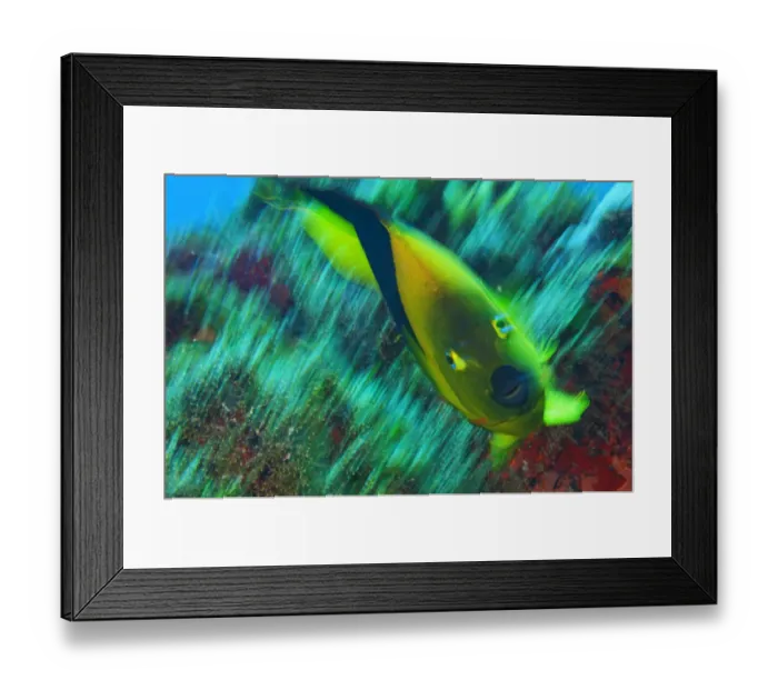 Framed Print : Rock Beauty (Holacanthus tricolor). Cancun National Park, Caribbean Sea, Mexico Framed Print : Rock Beauty (Holacanthus tricolor). Cancun National Park, Caribbean Sea, Mexico