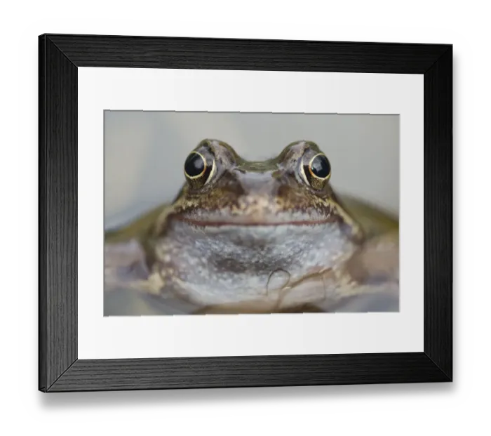 Framed Print : Common frog (Rana temporaria) in garden pond, Warwickshire, England, UK, March Framed Print : Common frog (Rana temporaria) in garden pond, Warwickshire, England, UK, March