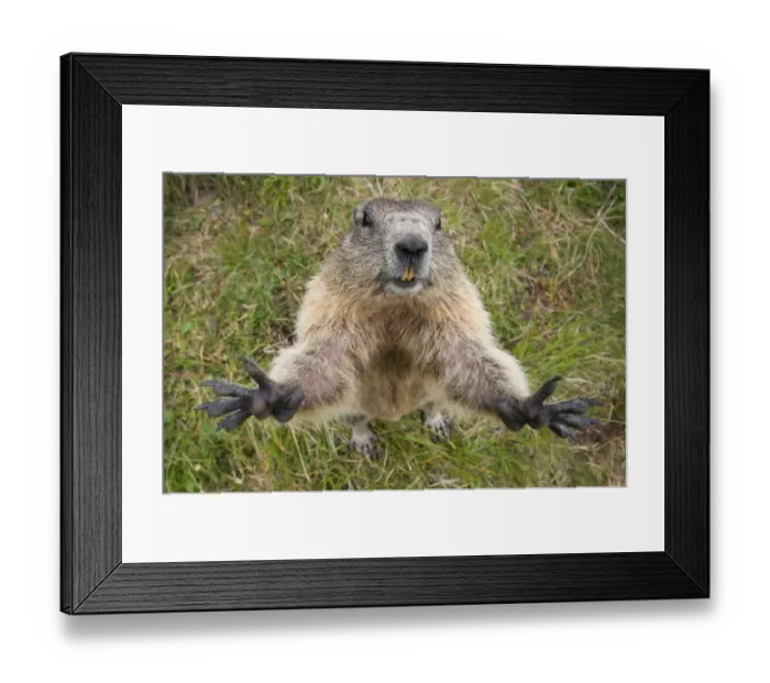 Framed Print : RF- Alpine marmot (Marmota marmota) reaching upwards, Hohe Tauern National Park, Austria Framed Print : RF- Alpine marmot (Marmota marmota) reaching upwards, Hohe Tauern National Park, Austria