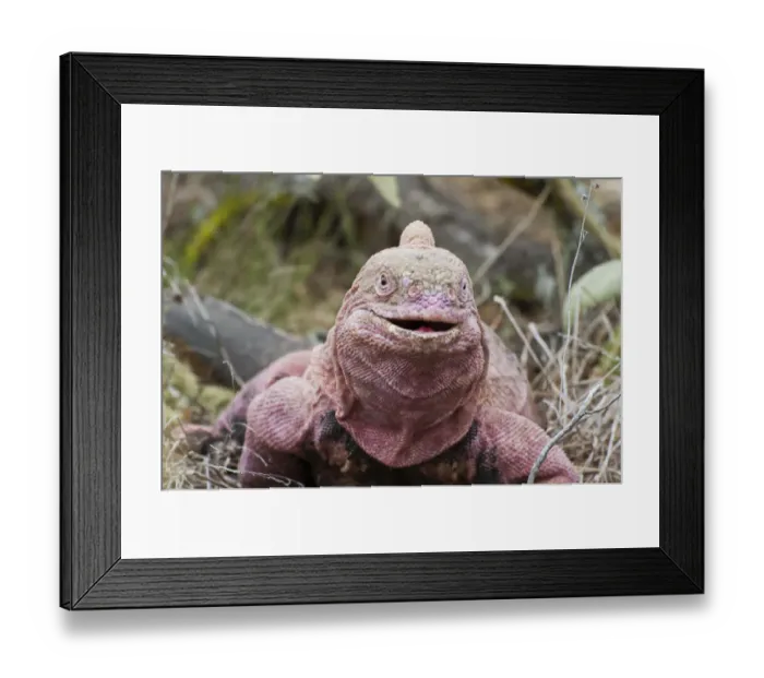 Framed Print : Pink iguana (Conolophus marthae) Isabela Island, Galapagos, Critically endangered Framed Print : Pink iguana (Conolophus marthae) Isabela Island, Galapagos, Critically endangered
