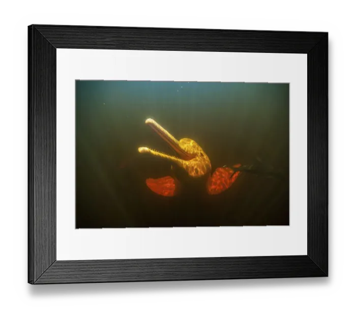 Framed Print : Amazon river dolphin (Inia geoffrensis), Rio Negro, Amazonia, Brazil Framed Print : Amazon river dolphin (Inia geoffrensis), Rio Negro, Amazonia, Brazil