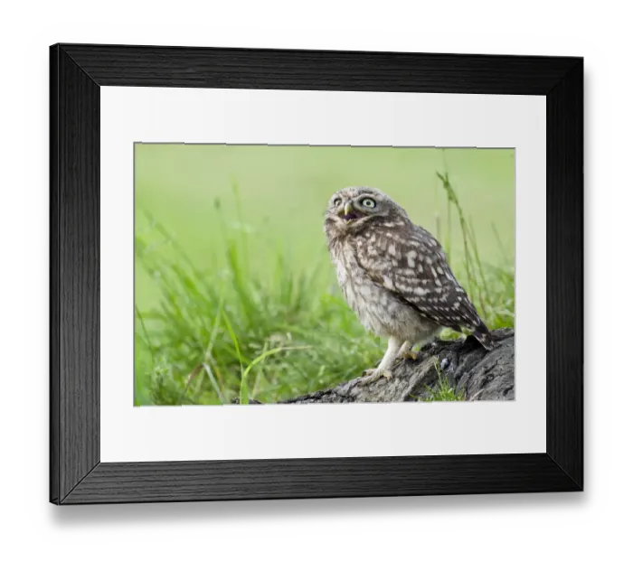Framed Print : Little owl (Athene noctua) Chick calling for food from tree stump, Hertfordshire Framed Print : Little owl (Athene noctua) Chick calling for food from tree stump, Hertfordshire