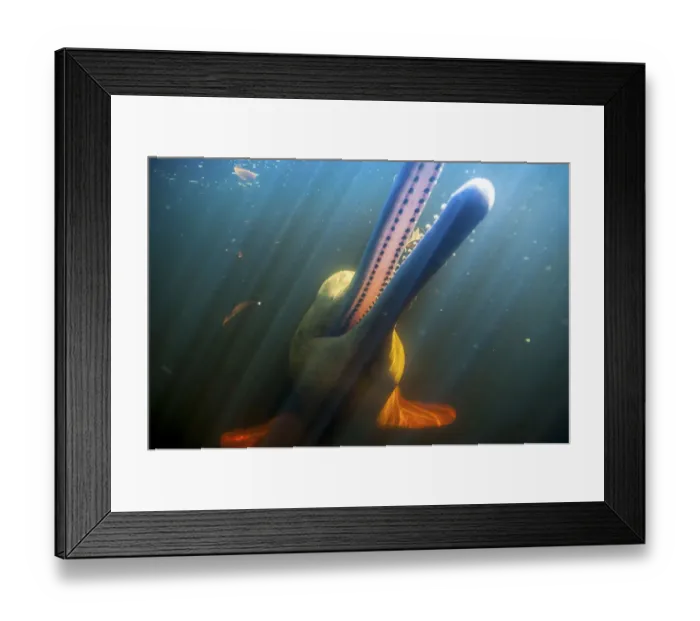 Framed Print : Amazon river dolphin (Inia geoffrensis), Rio Negro, Amazonia, Brazil Framed Print : Amazon river dolphin (Inia geoffrensis), Rio Negro, Amazonia, Brazil