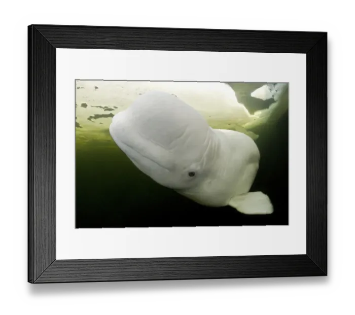 Framed Print : Beluga whale (Delphinapterus leucas) swimming under ice, Arctic circle Dive Center Framed Print : Beluga whale (Delphinapterus leucas) swimming under ice, Arctic circle Dive Center