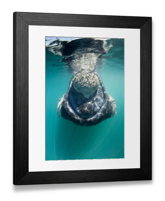 Framed Print : Southern right whale (Eubalaena australis) with calluses covered in parasitic crustaceans Framed Print : Southern right whale (Eubalaena australis) with calluses covered in parasitic crustaceans