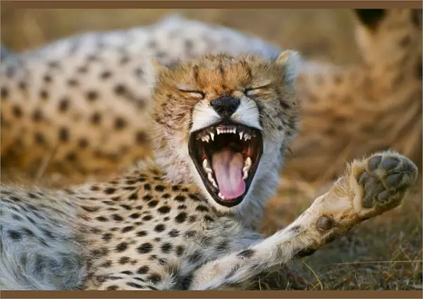 Cheetah (Acinonyx jubatus) cub aged 6 months yawning, Masai-Mara Game Reserve, Kenya